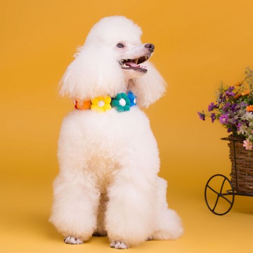 厂家销售宠物项圈新款宠物用品气质韩版宠物饰品批发一件代发
